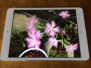 iPad mini Retinaディスプレイ