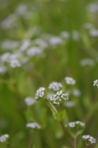 小さな花